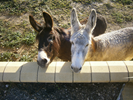 OUR RESCUE DONKEYS LOVE CARROTS AND APPLES